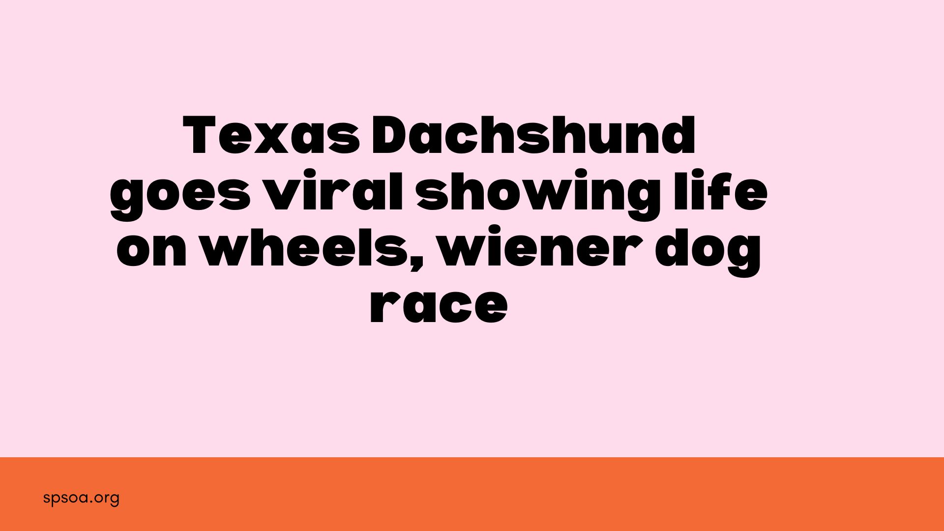 Texas dachshund goes viral, showing Life on Wheels, Wiener dog race.