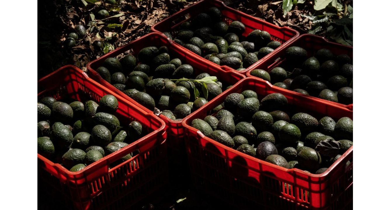 US suspends avocado imports from Mexican state due to security incident, government source says1